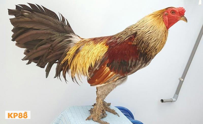 Đá gà kp88 - Ghi chép và đặt điểm dừng Đá gà kp88 - Ghi chép và đặt điểm dừng