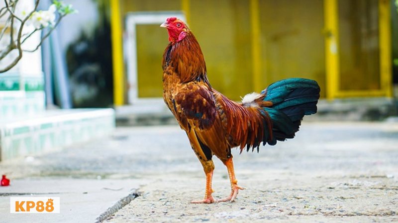 Đá Gà Thomo kp88 - Cửa Meron, Wala và Hòa Đá Gà Thomo kp88 - Cửa Meron, Wala và Hòa